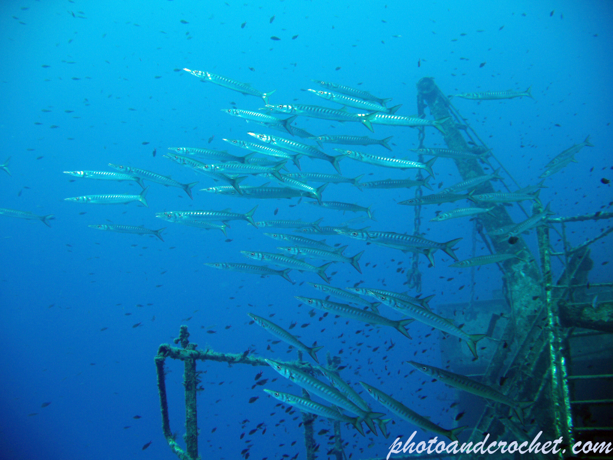 Barracudas - Image