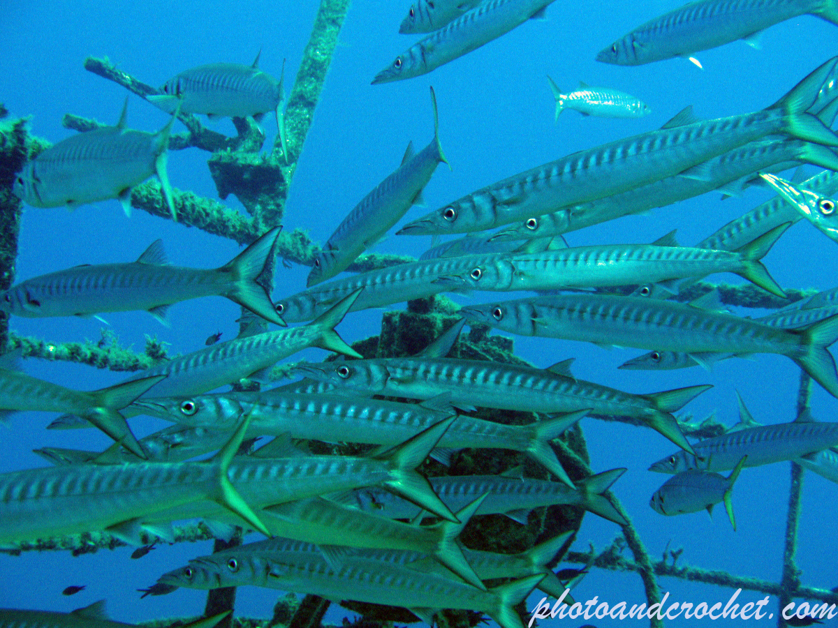 Barracudas - Image