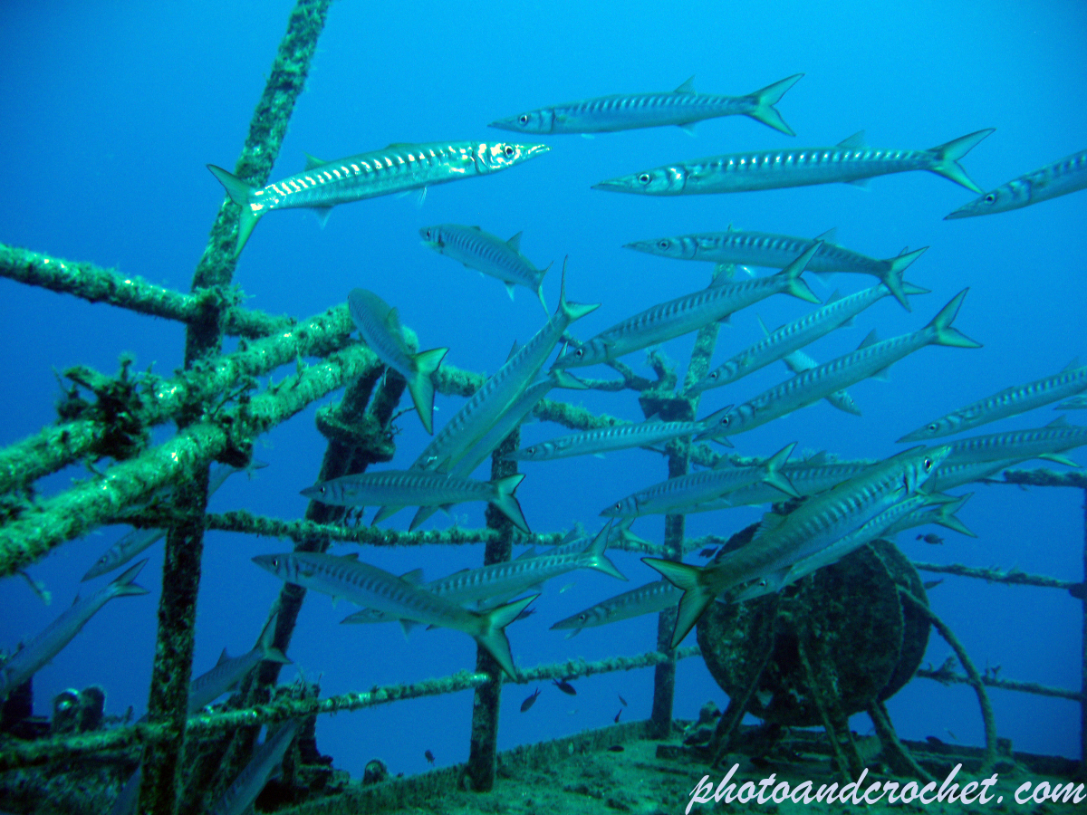 Barracudas - Image