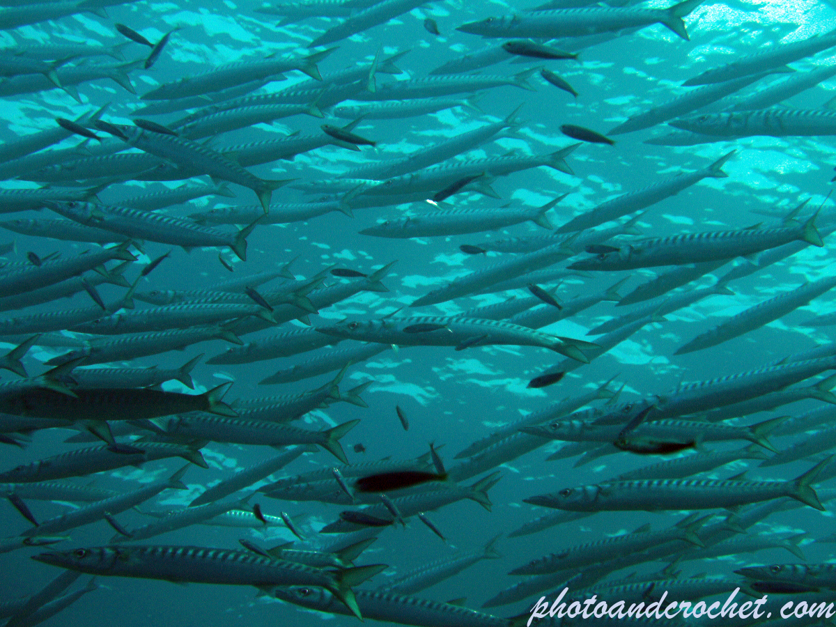 Barracudas - Image
