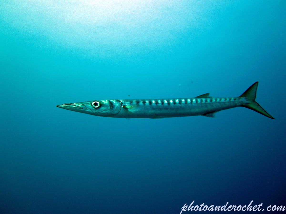 Barracudas - Image