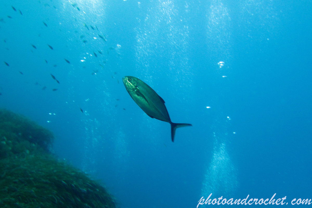 Amberjack - Image