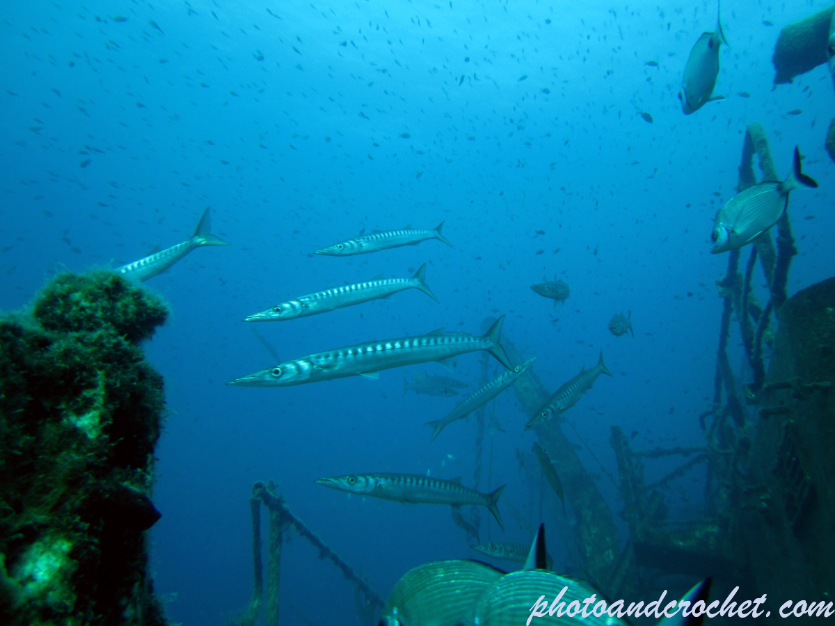 Barracudas - Image