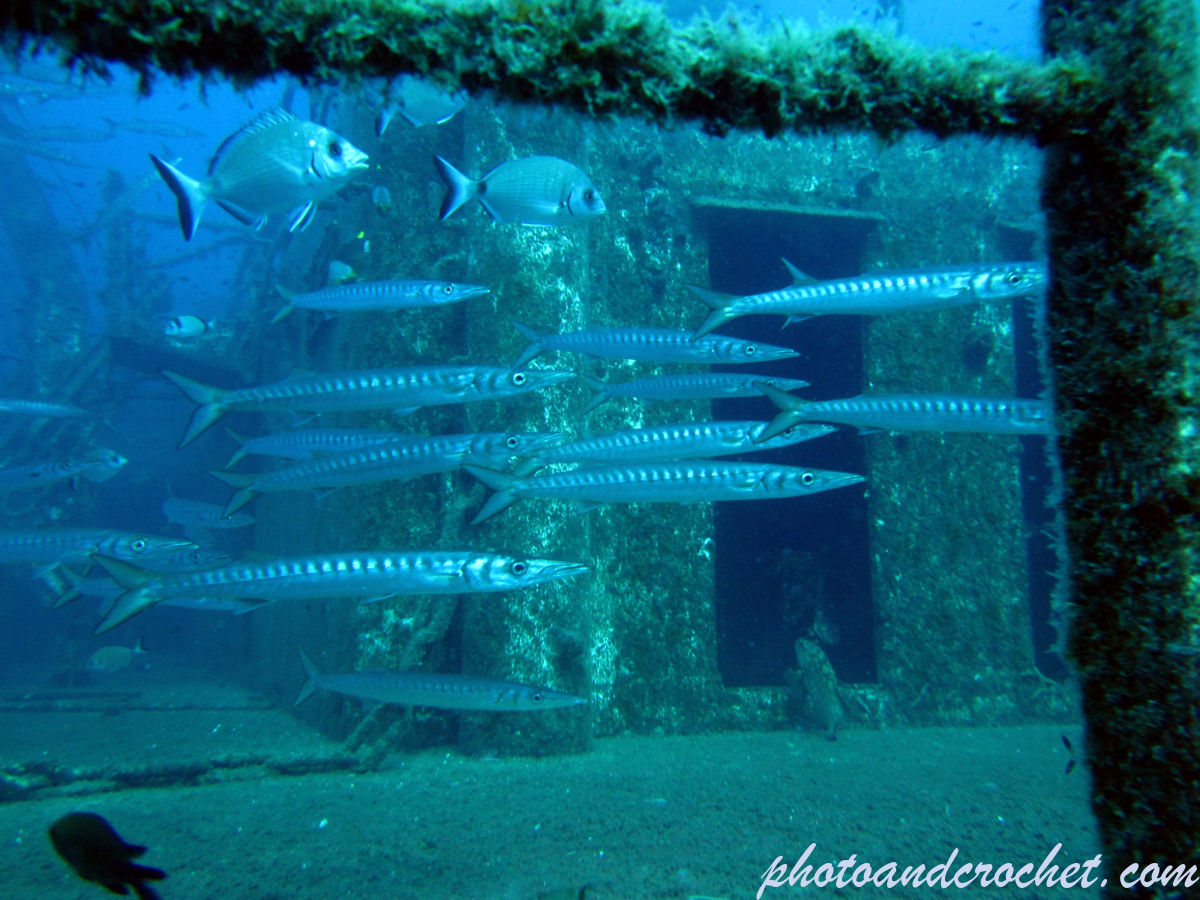 Barracudas - Image