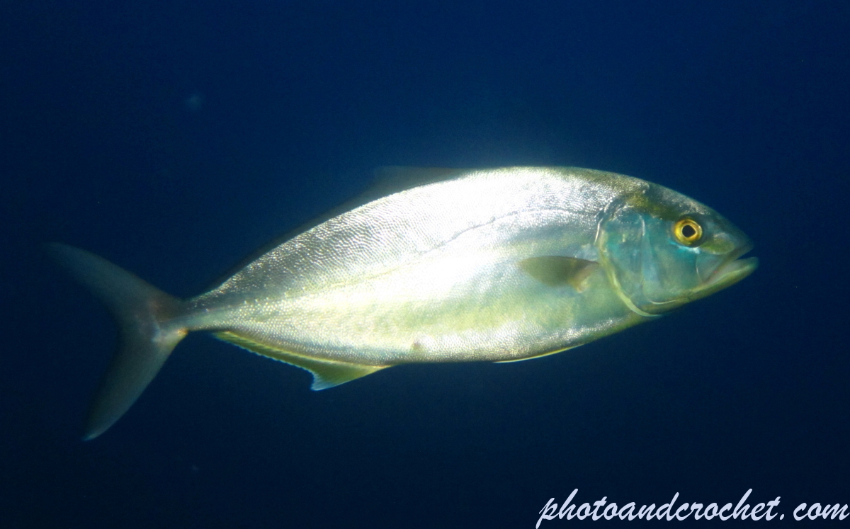 Amberjack - Image