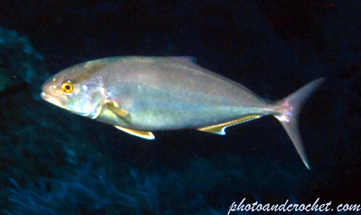 Amberjack - Image
