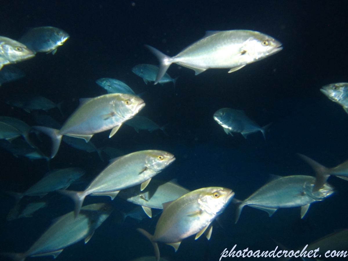 Amberjack - Image
