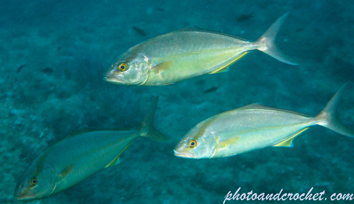 Amberjack - Image