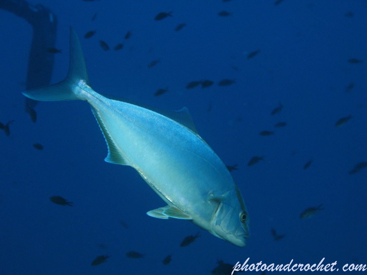 Amberjack - Image