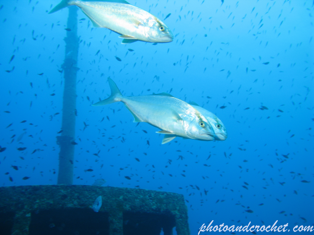 Amberjack - Image