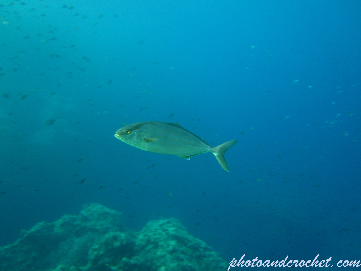 Amberjack - Image