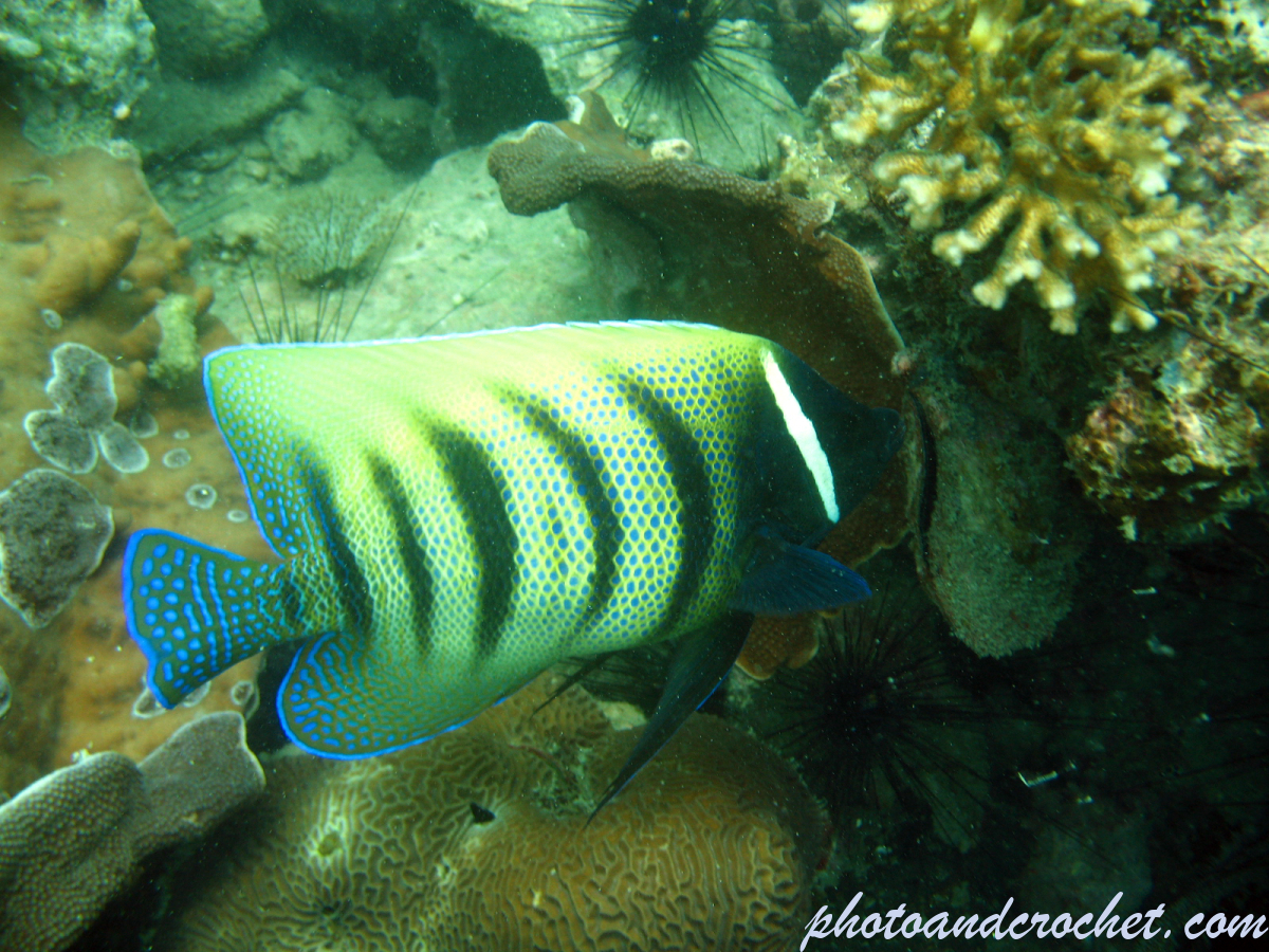 Sixbar angelfish - Image