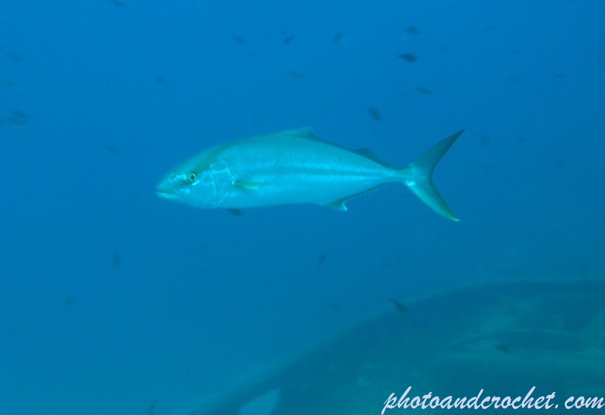 Amberjack - Image