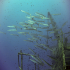 Barracudas - Image