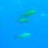 Amberjack - Balistes carolinensis - On the hunt