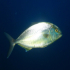 Amberjack - Image