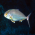 Amberjack - Image