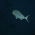 Amberjack - Image