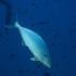 Amberjack - Balistes carolinensis - On the hunt 01