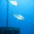 Amberjack - Image