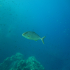 Amberjack - Image