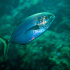 Amberjack - Image