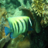 Sixbar angelfish - Image