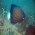 Blue-ringed Angelfish - Image