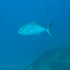 Amberjack - Image