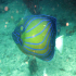 Blue-ringed Angelfish - Pomacanthus annularis - browsing