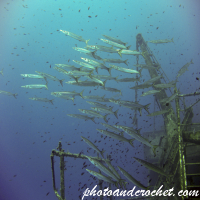 Barracudas - Image