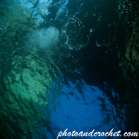 ทิวทัศน์ใต้น้ำ – อัลบั้มภาพถ่ายใต้น้ำ