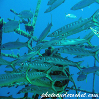 Barracudas - Image