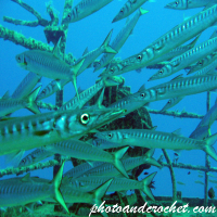 Barracudas - Image