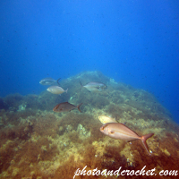 Amberjack - Image