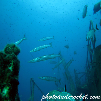 Barracudas - Image