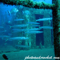 Barracudas - Image