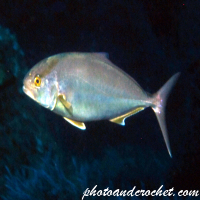 Amberjack