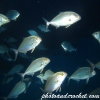 Amberjack - Image