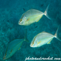 Amberjack - Image