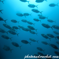 Amberjack - Image