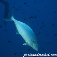 Amberjack