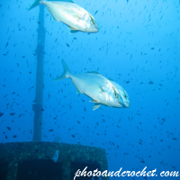 Amberjack