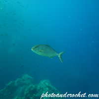 Amberjack - Image