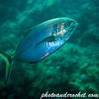 Amberjack - Image