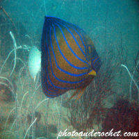 Angelfish