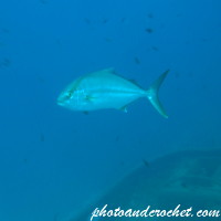 Amberjack - Image