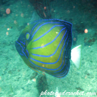 Angelfish