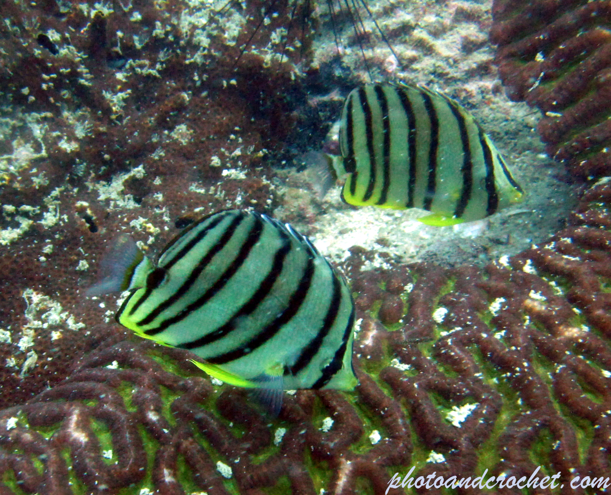Eightband butterflyfish - Image