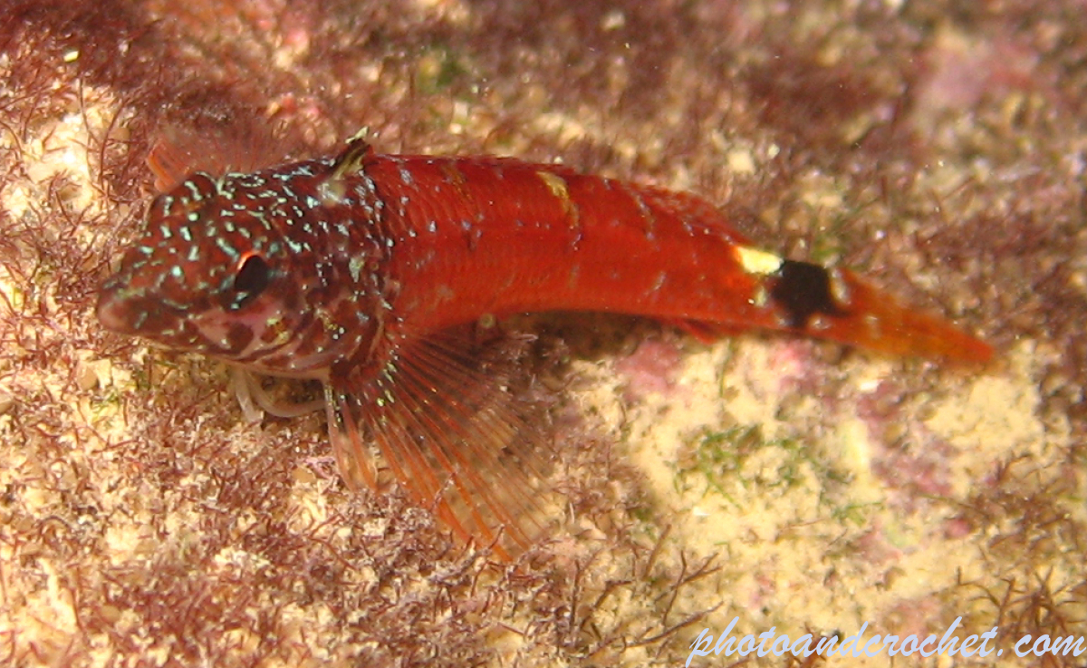 Black faced Blenny - Image